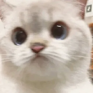 ☹️ gatto, gattino, carino, animale, animale domestico telegram sticker