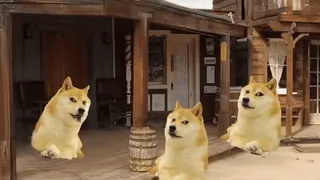 😳 Doge doge, มีม, หมา, สัตว์ telegram sticker
