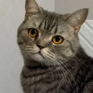 🐱 cat, animal, cute, pet, feline, domestic cat, mammal, tabby whatsapp sticker