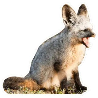 🦊 animal, mammal, bat-eared fox, wildlife, fox telegram sticker
