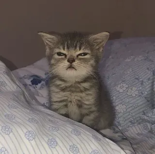 🤔 Katze, Kätzchen, wütend, grummelig, Bett telegram sticker