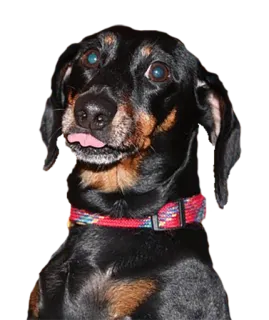 😋 собака, домашнее животное, животное, милый, такса whatsapp sticker