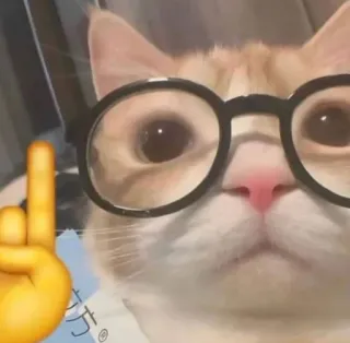 🐱 chat, doigt d'honneur, geste, lunettes, drôle, mème, animal telegram sticker