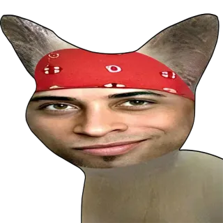 😼 gatto, meme, divertente, bandana rossa, faccia umana, ibrido, strano, animale telegram sticker