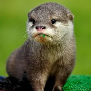 🦦 Nutria, Animal, Lindo, Fauna, Mamífero, Naturaleza, Cría de nutria telegram sticker