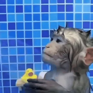 🚿 macaco, banho, pato, animal, azulejo, fofo whatsapp sticker