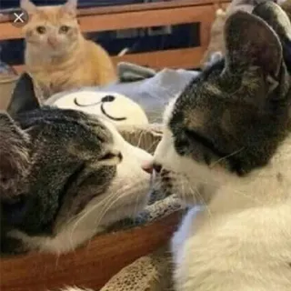 😭 kucing, binatang, hewan peliharaan, hewan domestik telegram sticker
