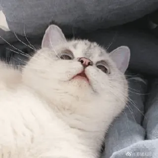 🌧 gatto, animale domestico, carino, animale, domestico, felino, gattino telegram sticker