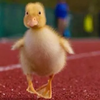 🌟 patito, cría de pato, animal, pájaro, lindo, amarillo, corriendo telegram sticker
