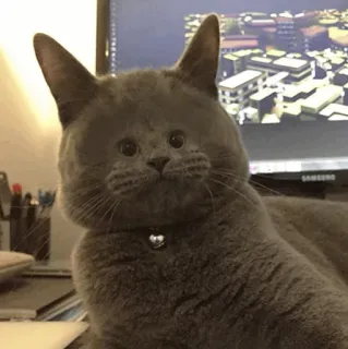🙁 кот, животное, питомец, милый, смешной, серый кот telegram sticker