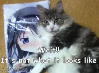 😗 Wait!!
It's not what it looks like cat, anime, funny, humor, joke, pet telegram sticker