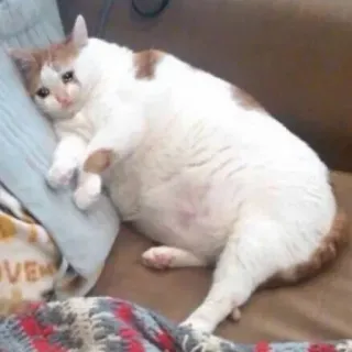 😭 kot, smutny, mem, zwierzę, zwierzak whatsapp sticker