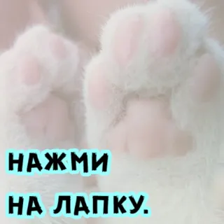 🥰 НАЖМИ
НА ЛАПКУ. gato, patas, fofo, animal, gatinho, fofo whatsapp sticker