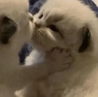 😘 mèo con, dễ thương, động vật, mèo, thú cưng, đáng yêu, nhỏ, động vật non, thuộc họ mèo telegram sticker