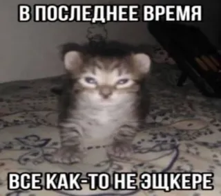 😏 В последнее время
Все как-то не эщкере 猫, 小猫, 表情包, 俄语, 文字 telegram sticker