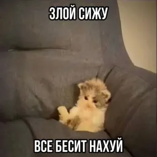 😳 ЗЛОЙ СИЖУ
ВСЕ БЕСИТ НАХУЙ 猫, 表情包, 动物, 生气, 小猫, 冒犯 telegram sticker