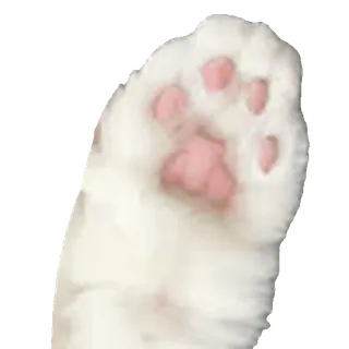 🐾