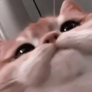 🎀 猫, 宠物, 动物, 小猫, 可爱, 家猫, 猫科动物 telegram sticker