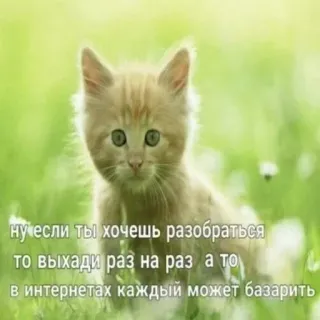 👊 ну если ты хочешь разобраться
то выхади раз на раз а то
в интернетах каждый может базарить chat, chaton, herbe, animal, mème, russe, internet telegram sticker