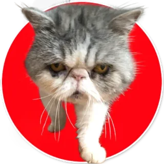 😡 gato, animal de estimação, animal, adesivo, gato doméstico telegram sticker