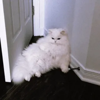 😙 mèo, mèo trắng, mèo bông xù, mèo Ba Tư, động vật, thú cưng telegram sticker