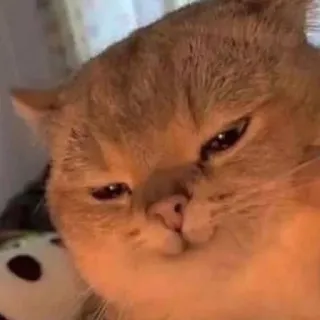 😏 gato, animal, animal de estimação, meme, engraçado telegram sticker