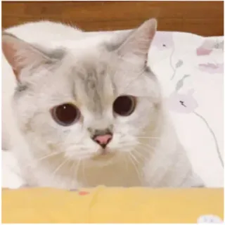 😟 gatto, animale domestico, animale, animale domestico, carino, mammifero telegram sticker