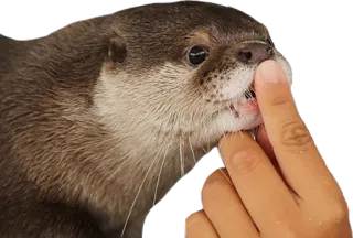 👆 wydra, zwierzę, palec, słodki, dzika przyroda, ssak telegram sticker
