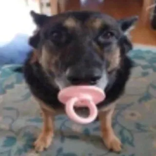 🥵 Hund, Schnuller, süß, Haustier, Tier, Baby, lustig telegram sticker
