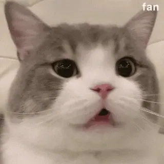 🐱 fan cat, cute, meme, funny, pet, animal, surprised whatsapp sticker