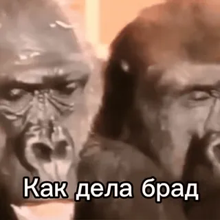 🤔 gorilla Как дела брад telegram sticker