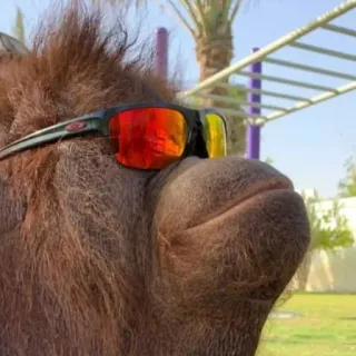 😎 Orangutan telegram sticker