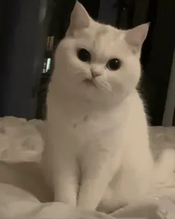 😕 kucing, kucing putih, kucing lucu, binatang, hewan peliharaan, hewan domestik whatsapp sticker