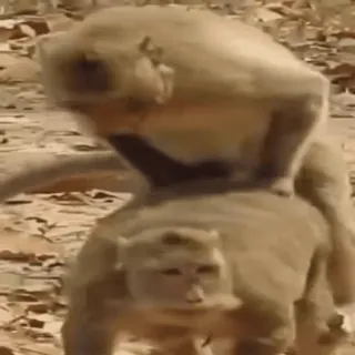 🍓 monkey, apes, primate, animals, wildlife whatsapp sticker