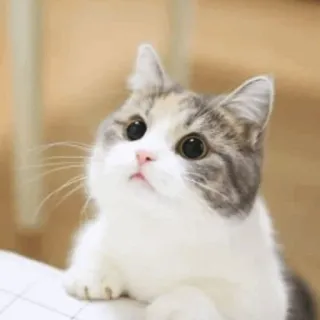 ⚡️ gato, gatito, lindo, animal, mascota, gato doméstico telegram sticker