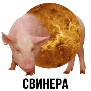 🐷 СВИНЕРА maiale, animale, Venere, pianeta, collage, maiali, umorismo telegram sticker