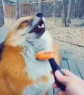 🦊 fox, animal, brushing, grooming, pet telegram sticker