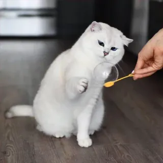 😏 gato, bolha, animal de estimação, animal, fofo, gatinho, gato branco telegram sticker