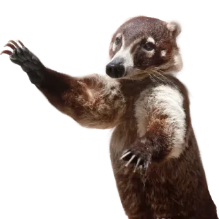 👋 coatí, animal, mamífero, fauna, naturaleza whatsapp sticker