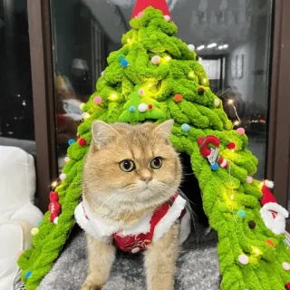 🤩 cat, christmas tree, cute, pet, animal, holiday, festive telegram sticker