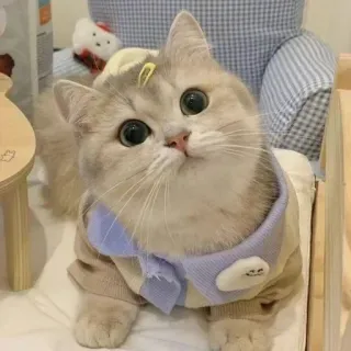 ❤️ cat, cute, animal, pet, kitten, domestic cat, British shorthair telegram sticker
