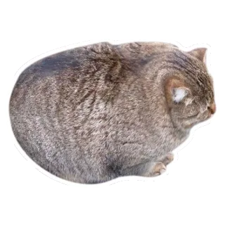 😼 kot, zwierzę, zwierzę domowe, kot domowy, ssak, kotowaty whatsapp sticker
