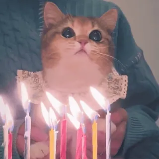 🍰 猫, 誕生日, ろうそく, 動物, ペット, お祝い, かわいい telegram sticker