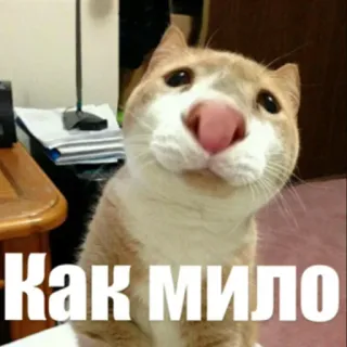 ☺️ Как мило 고양이, 귀여운, 러시아, 사랑스러운, 동물, 밈 telegram sticker