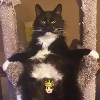 🤴 cat, tuxedo cat, king, crown, animal, pet telegram sticker