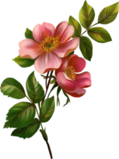 🌸 hoa, hoa văn, thiên nhiên, cây, hồng, lá telegram sticker