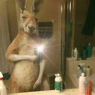 ❤️ kangaroo, mirror selfie, animal, funny, bathroom, meme telegram sticker