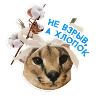 Большой Петербургский кот telegram stickers