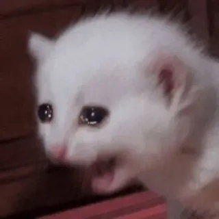 🫨 gatto, gattino, piangere, triste, meme, bianco, animale telegram sticker