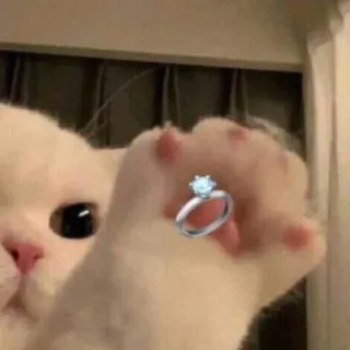 🥱 Katze, Ring, Verlobung, Heiratsantrag, Diamant, süß, Tier telegram sticker